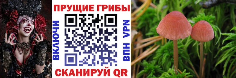 Купить закладки  Нижняя Салда  Псилоцибиновые грибы прущие грибы 